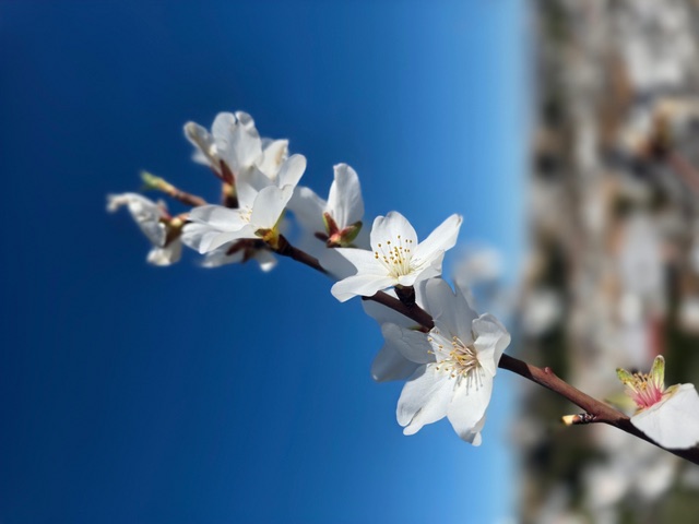 Branch of sweet almond blossom. Photo © Karethe Linaae